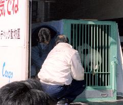 Tokyo zoo's male giant panda leaves for Mexico to mate